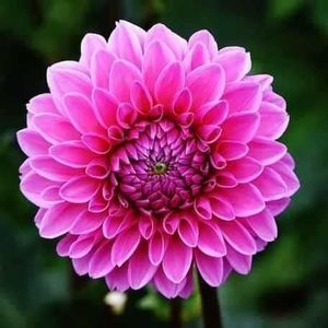 Meet your Posher, Theresa